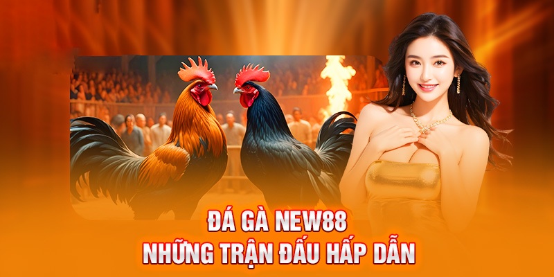 Đá gà thomo 188bet - Tìm hiểu thế giới đầy cuốn hút của môn thể thao truyền thống